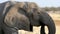 Close up of a huge male Elephant eating a tree in Etosha, Namibia