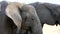 Close up of a huge male Elephant eating a tree in Etosha, Namibia