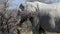 Close up of a huge male Elephant eating a tree in Etosha, Namibia