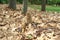 Close-up of a Huge Morel Mushrooms in the Wild