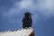 Close up on huge raven in Alaska perched on a rooftop