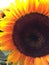 Close up of huge sunflower at California farmers market