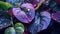 Close-up of huge tropical leaves bright colors with raindrops