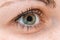 Close up human extreme macro green eye with natural eyelash