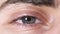 Close-up of human eyes. Beautiful eye of young man with pupil shrinking from light. Human eye gray and brown shade with