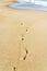 Close up of human footprints on the sand beach near the water. Footsteps on the shore. Textured background