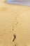 Close up of human footprints on the sand beach near the water. Footsteps on the shore. Textured background