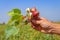 Close-up of a human hand picking cotton