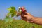 Close-up of a human hand picking cotton branch from a field