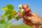 Close-up of a human hand picking cotton branch from a field against blue sky in Tajikistan