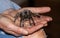 Close up of human hands holding poisonous tarantula spider