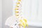 Close up human loins spine skeleton model. Medical clinic, education concept. Selective focus. Space for text