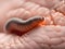 close up of a human worm, 3d illustration