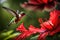 A close-up of a hummingbird hovering next to a vibrant red hibiscus flower