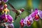 A close-up of a hummingbird in mid-flight, wings blurred with speed, sipping nectar from a vibrant orchid