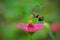 close up hummingbird moth