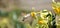 Close up of a hummingbird moth feeding on a blooming flower head