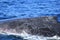 close up of Hump of Deep diving Hump Back Whale Australia