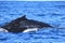 Close up of Hump of Deep diving Hump Back Whale Australia