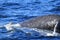 Close up of Hump of Deep diving Hump Back Whale Australia