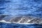 Close up of Hump of Deep diving Hump Back Whale Australia