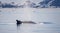 Close up of humpback whale on the surface spouting water amongst the icebergs in the Ilulissat Icefjord in Greenland