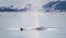 Close up humpback whale surfacing among icebergs with water spout in the Ilulissat Icefjord in Greenland