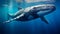 Close up of a Humpback Whale swimming in the deep Ocean. Natural Background with beautiful Lighting