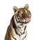 Close-up on a hungry male tiger\\\'s head, big cat, isolated