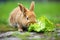 close-up of a hungry rabbit munching on green lettuce