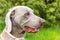 Close-up of a hunting dog. Loyal friend. Head of Weimaraner. Collar against ticks. Dog`s eyes