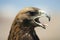 A close-up of a hunting eagle.