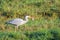 Close up of hunting Great Blue Heron, Ardea cinerea, with Skewered Rudd