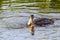 Close up of hunting Grebe, Podiceps cristatus, with a Red swamp crayfish, Procambarus clarkii