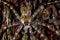 Close-up of a Huntsman Spider