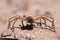 Close up of huntsman spider