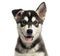 Close-up of a Husky malamute puppy panting