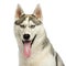 Close-up of a Husky panting, looking at the camera, isolated