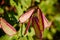 A close-up of Hyacinth Bean or Dolichos Lablab