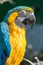 Close up of a Hyacinth Macaw.