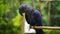 Close-up of a Hyacinth Macaw perched on a branch.