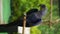 Close-up of a Hyacinth Macaw perched on a branch.