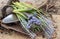 Close up of hyacinth and muscari repotting