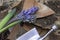 Close up of hyacinth repotting, broken pot