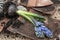 Close up of hyacinth repotting, broken pot