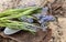 Close up of hyacinth repotting, broken pot