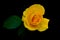 Close up of a hybrid yellow rose on dark background