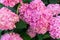 Close up of hydrangea hortensia flowers