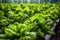 close-up of hydroponic lettuce in urban farm
