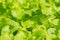 Close up hydroponic plants in vegetable garden farm in home. Green oak lettuces leafs in organic modern farm. Growing vegetable in